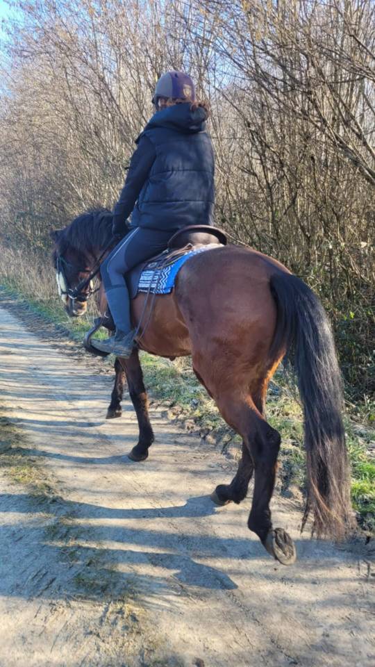 Magnifique hongre de 16ans