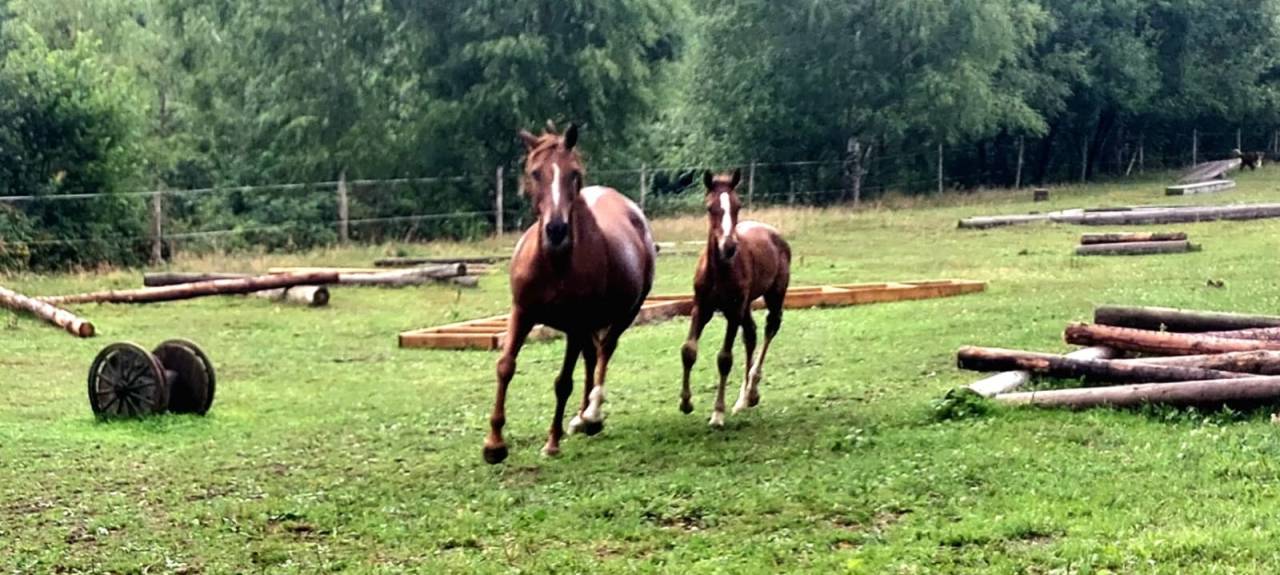 Poulain DE SPORT g&eacute;n&eacute;tique exceptionnelle