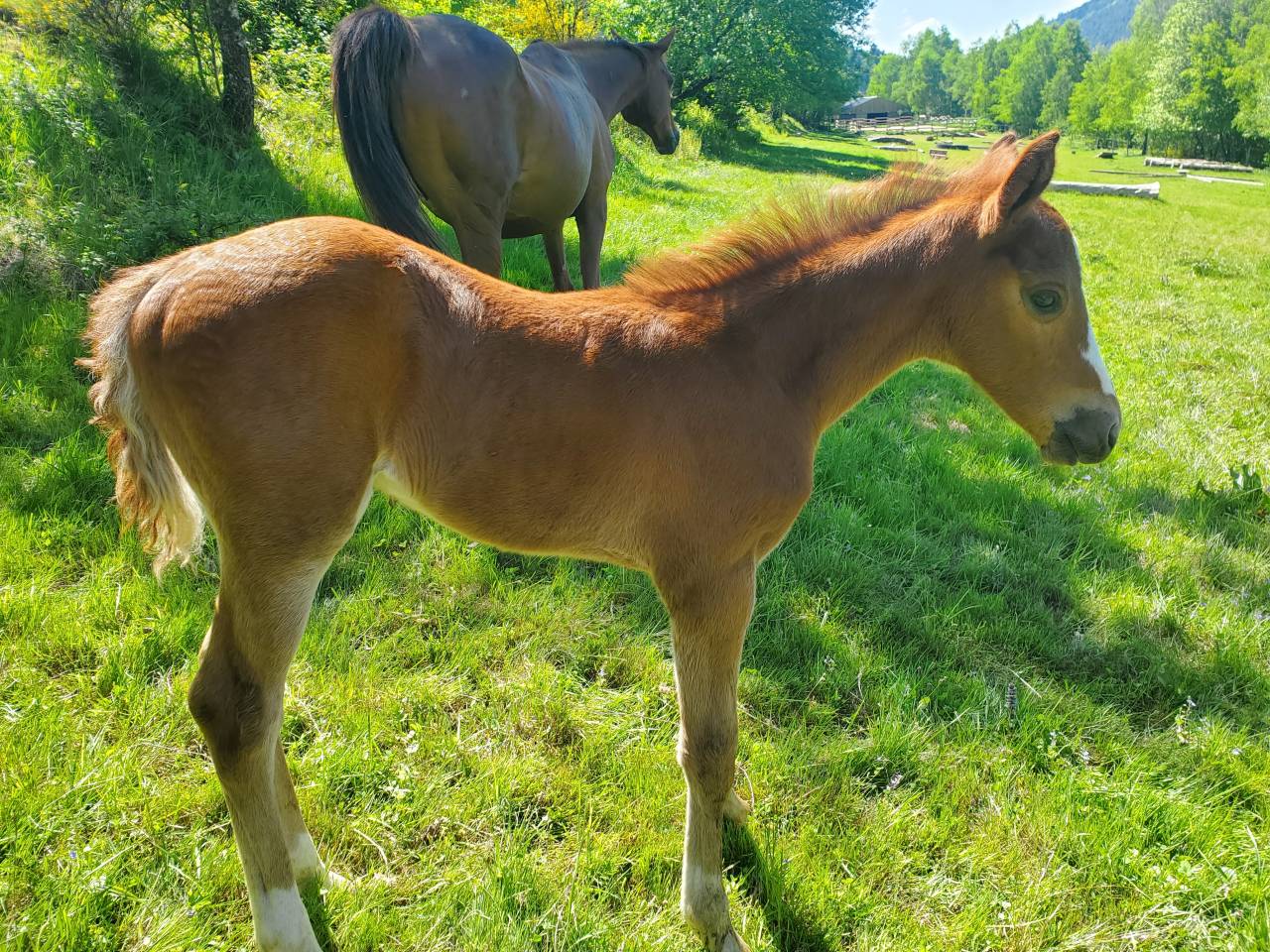 Poulain DE SPORT g&eacute;n&eacute;tique exceptionnelle