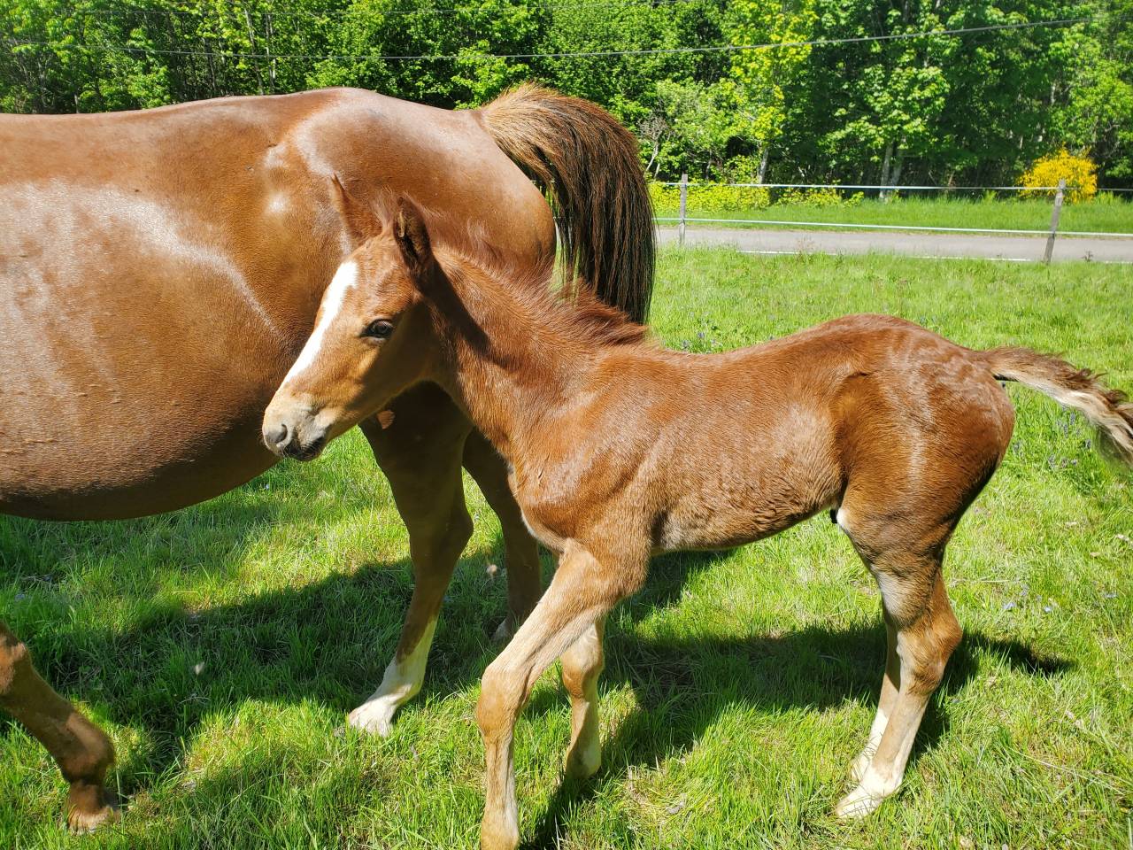 Poulain DE SPORT g&eacute;n&eacute;tique exceptionnelle