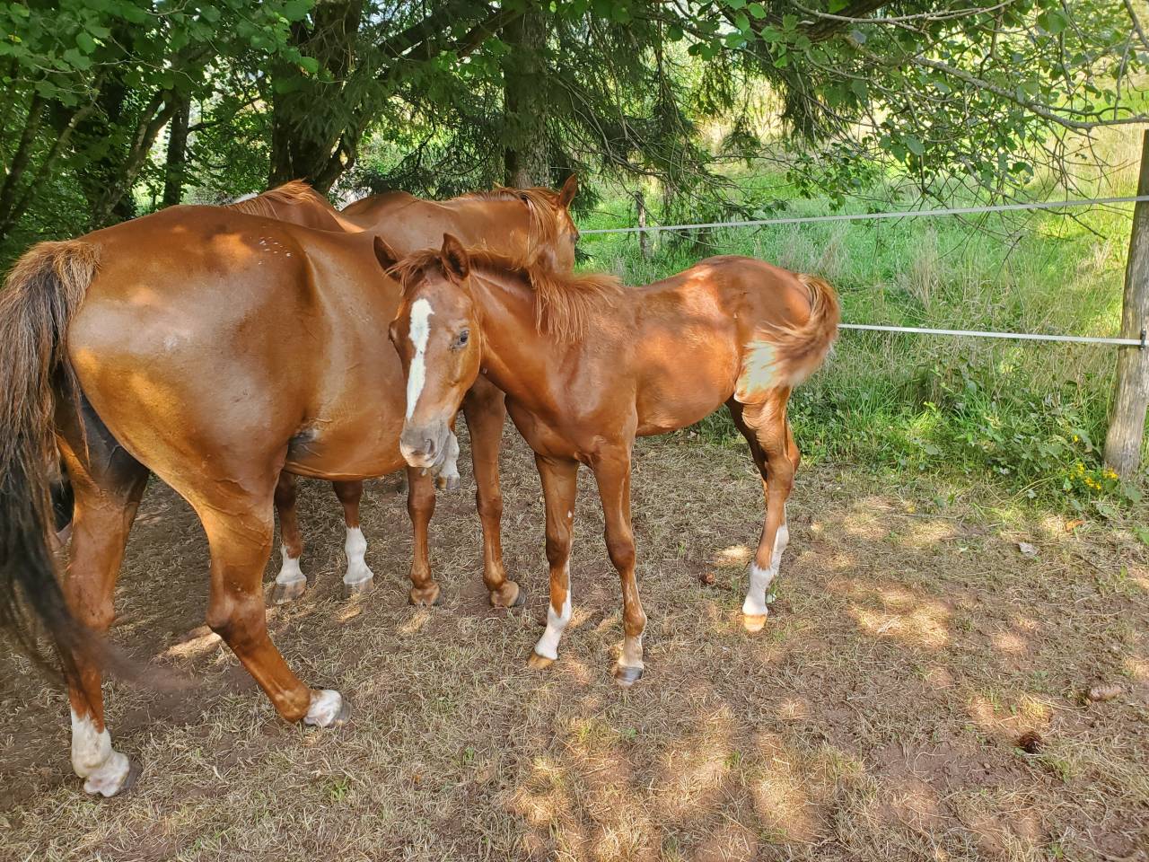 Poulain DE SPORT g&eacute;n&eacute;tique exceptionnelle