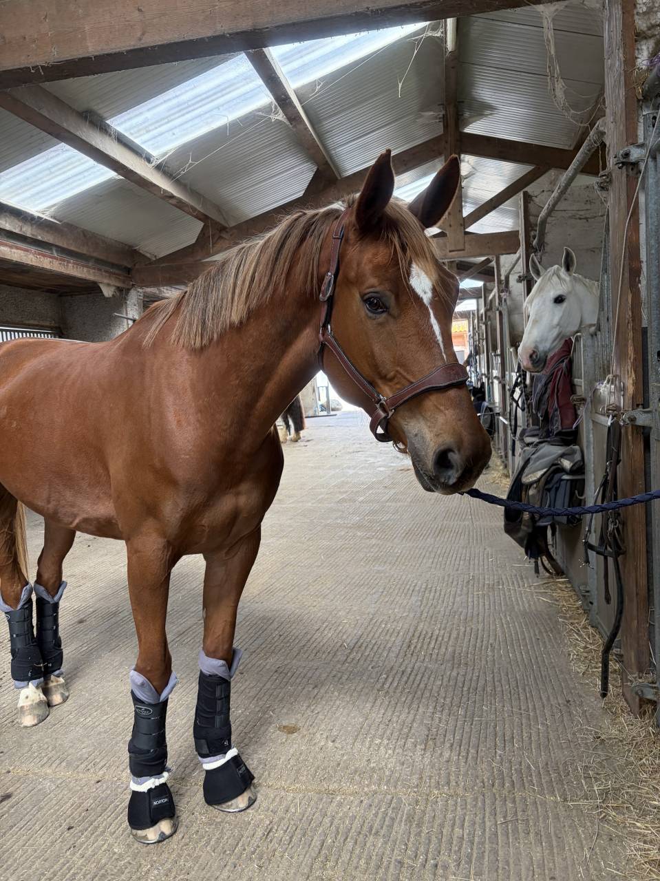 Jument de 7 ans &agrave; prendre en DP