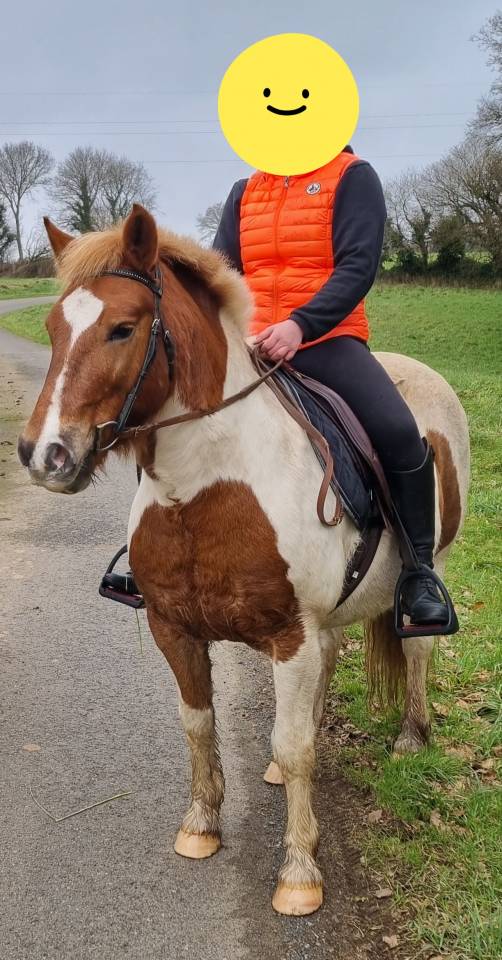 Poney B ONC typ&eacute; pottock