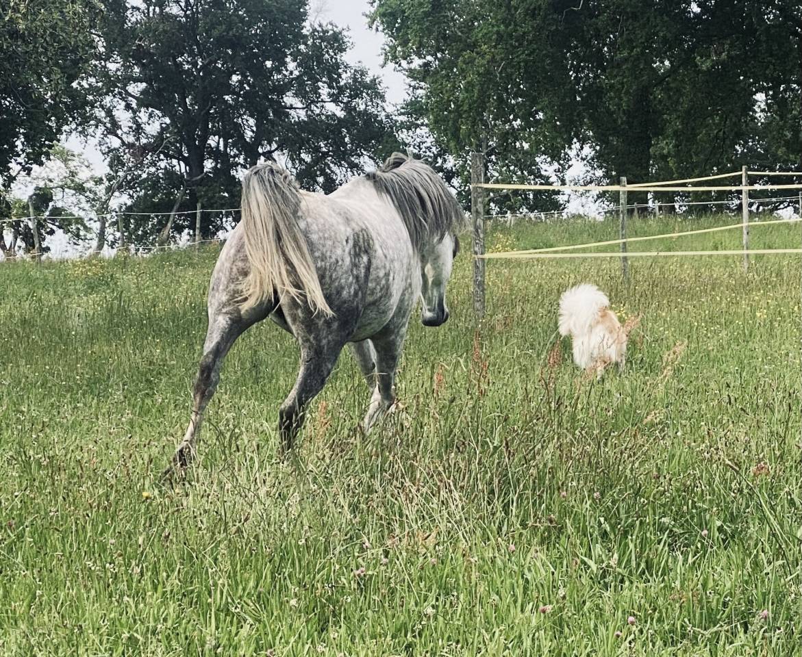 Magnifique cheval de loisir PSA