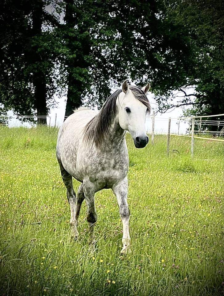 Magnifique cheval de loisir PSA