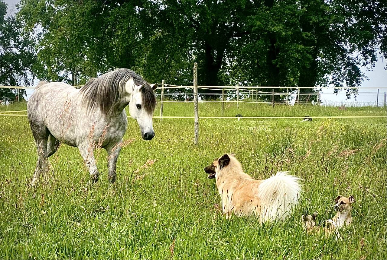 Magnifique cheval de loisir PSA