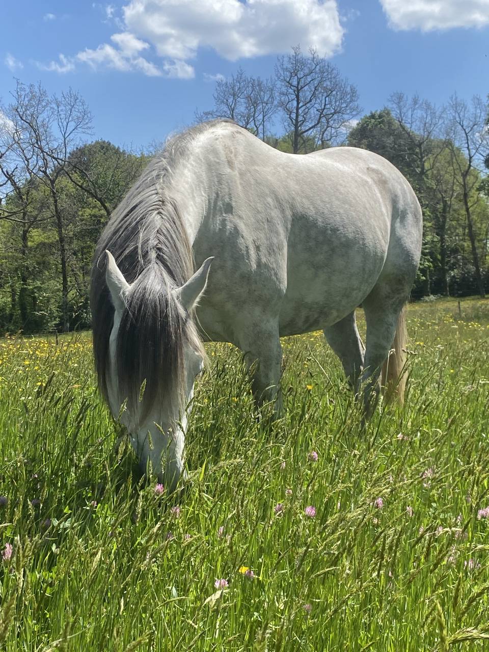 Magnifique cheval de loisir PSA