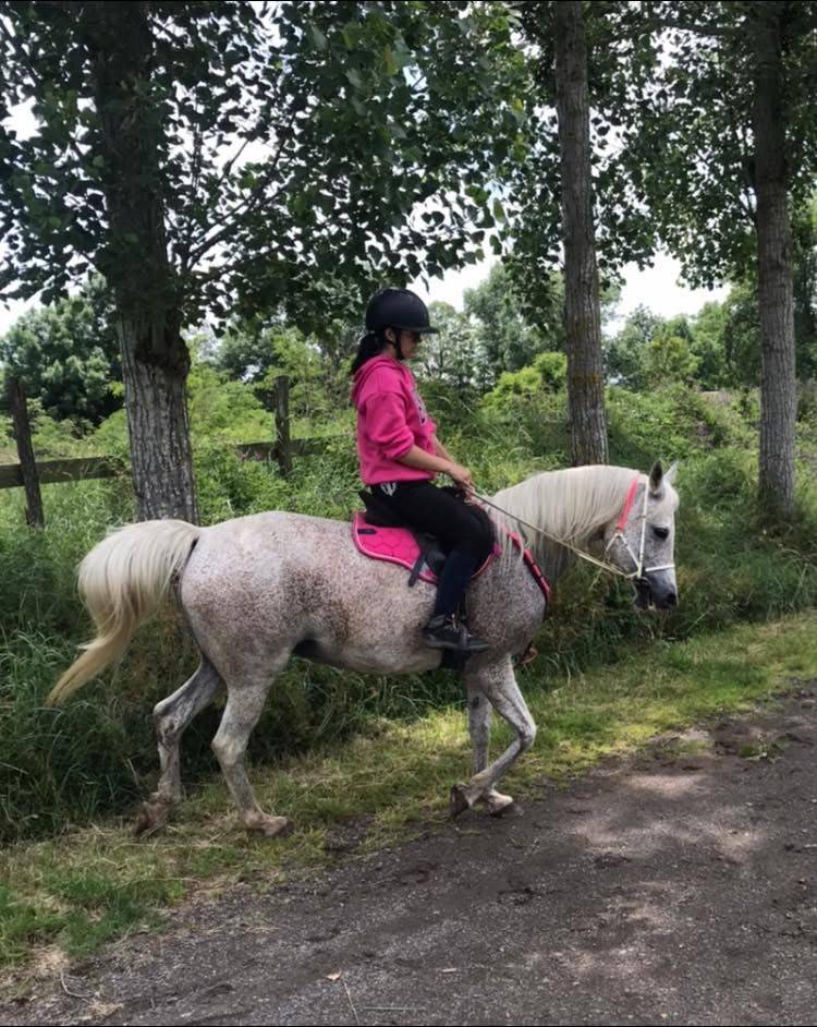 Jument pur sang arabe qualifi&eacute;e CEI