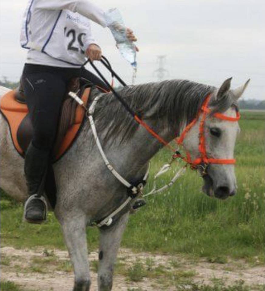 Jument pur sang arabe qualifi&eacute;e CEI