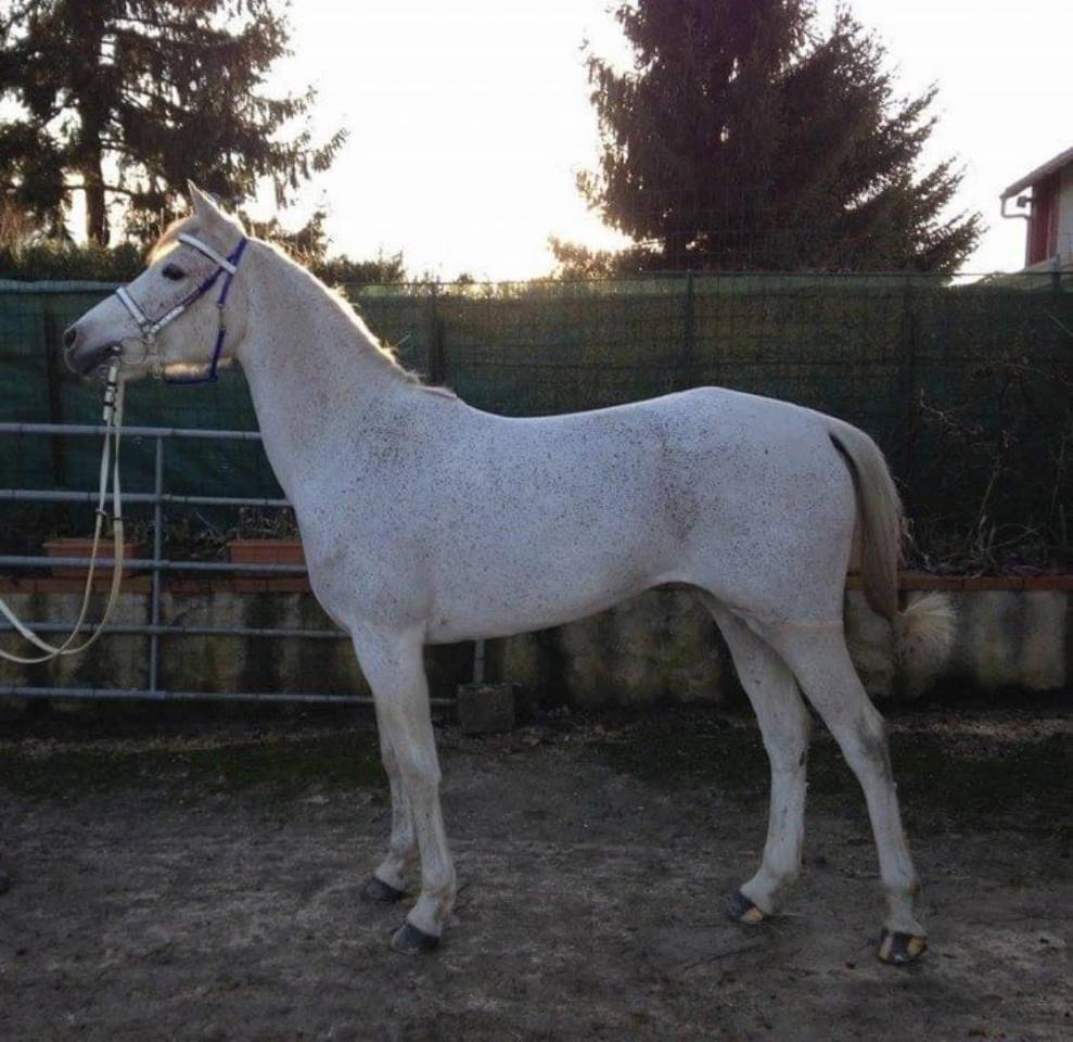 Jument pur sang arabe qualifi&eacute;e CEI