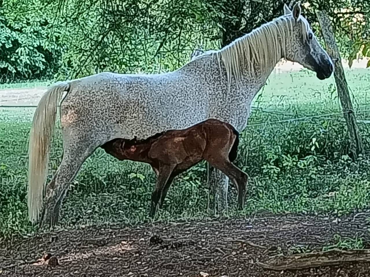 Jument pur sang arabe qualifi&eacute;e CEI