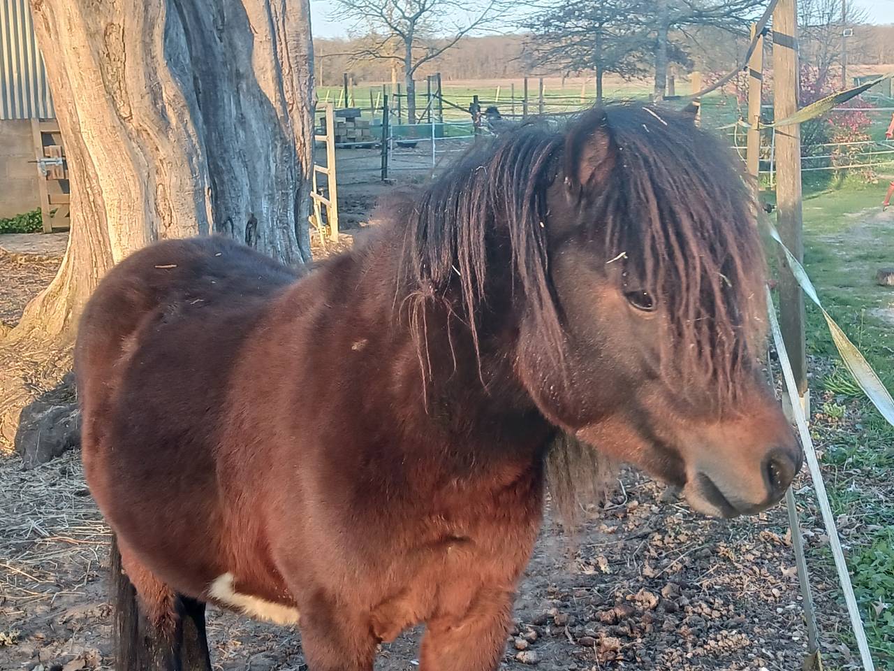 Cheval Miniature Am&eacute;ricain 