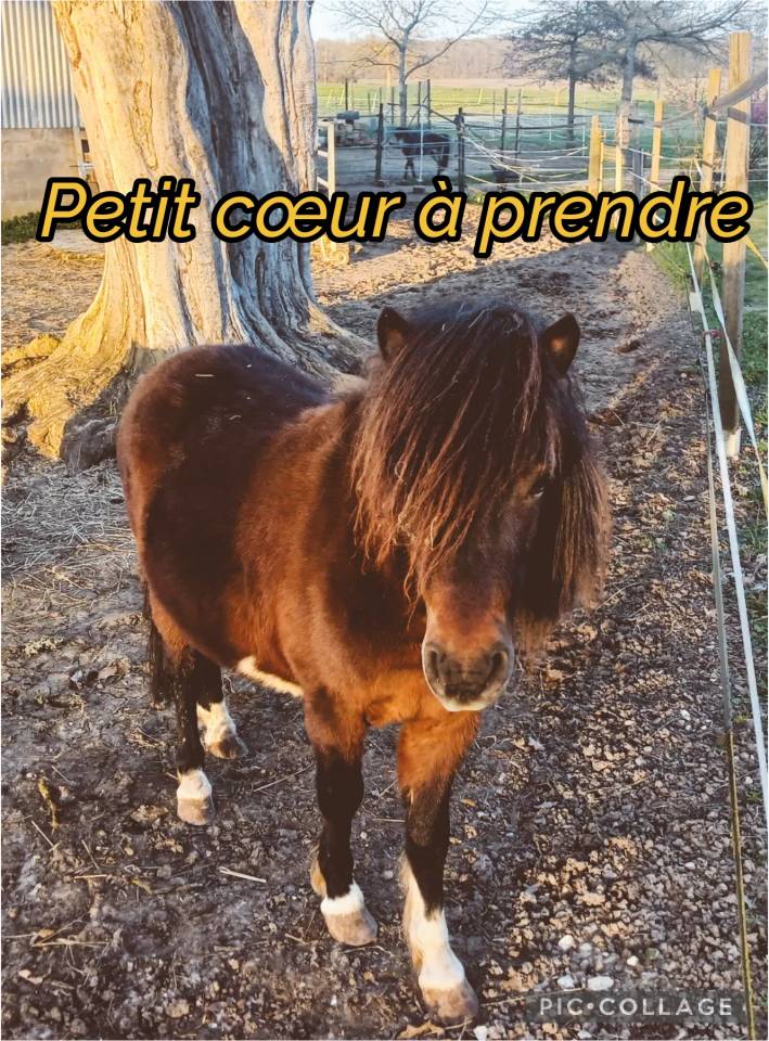 Cheval Miniature Am&eacute;ricain 