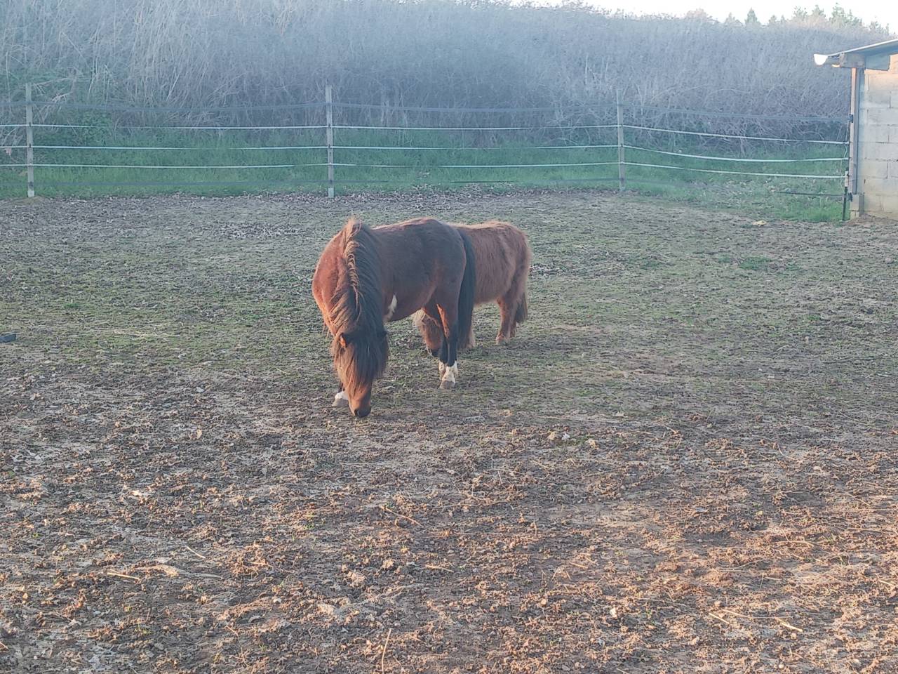 Cheval Miniature Am&eacute;ricain 