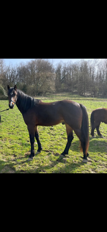 Poney PFS superbes origines