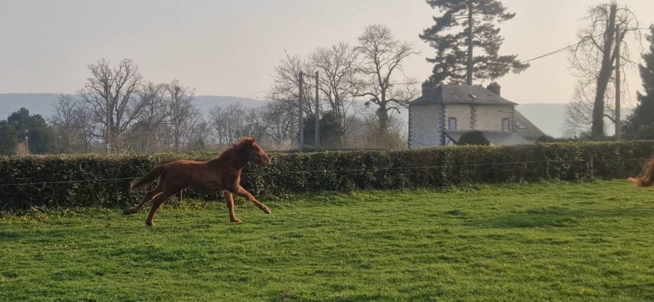 Echange ou &agrave; vendre Selle Fran&ccedil;ais 