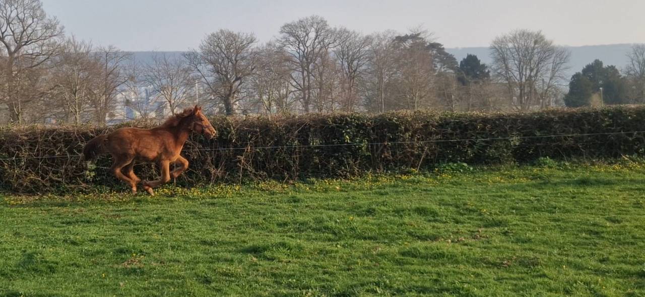 Echange ou &agrave; vendre Selle Fran&ccedil;ais 