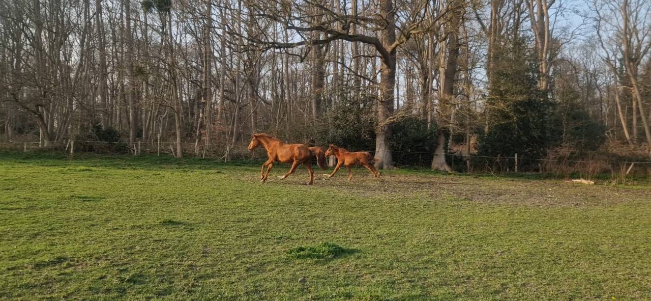 Echange ou &agrave; vendre Selle Fran&ccedil;ais 