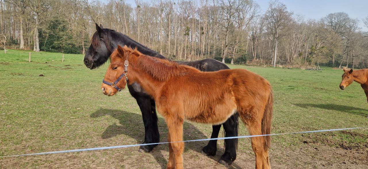 Echange ou &agrave; vendre Selle Fran&ccedil;ais 