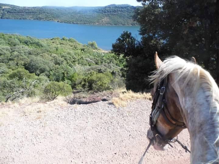 Pension chevaux MONTPELLIER