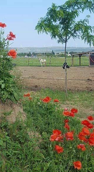 Pension chevaux MONTPELLIER
