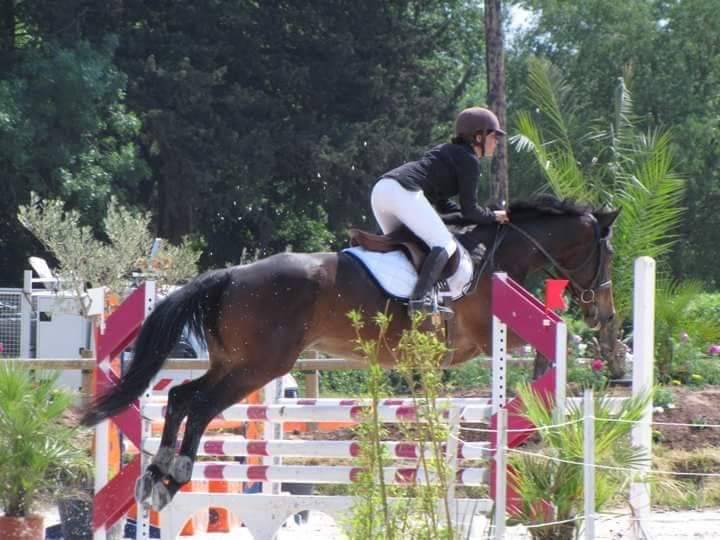 Pension chevaux MONTPELLIER