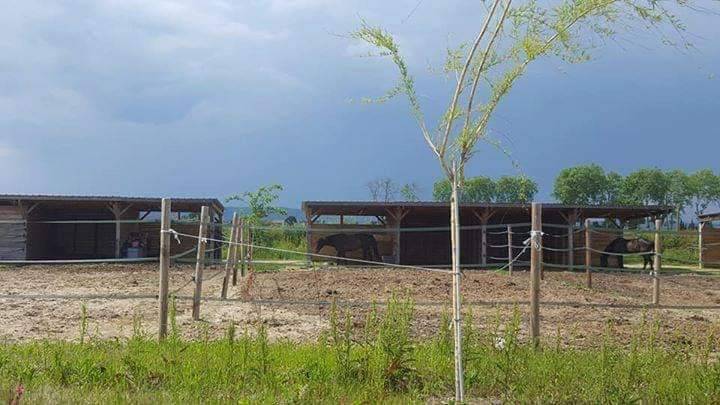 Pension chevaux MONTPELLIER