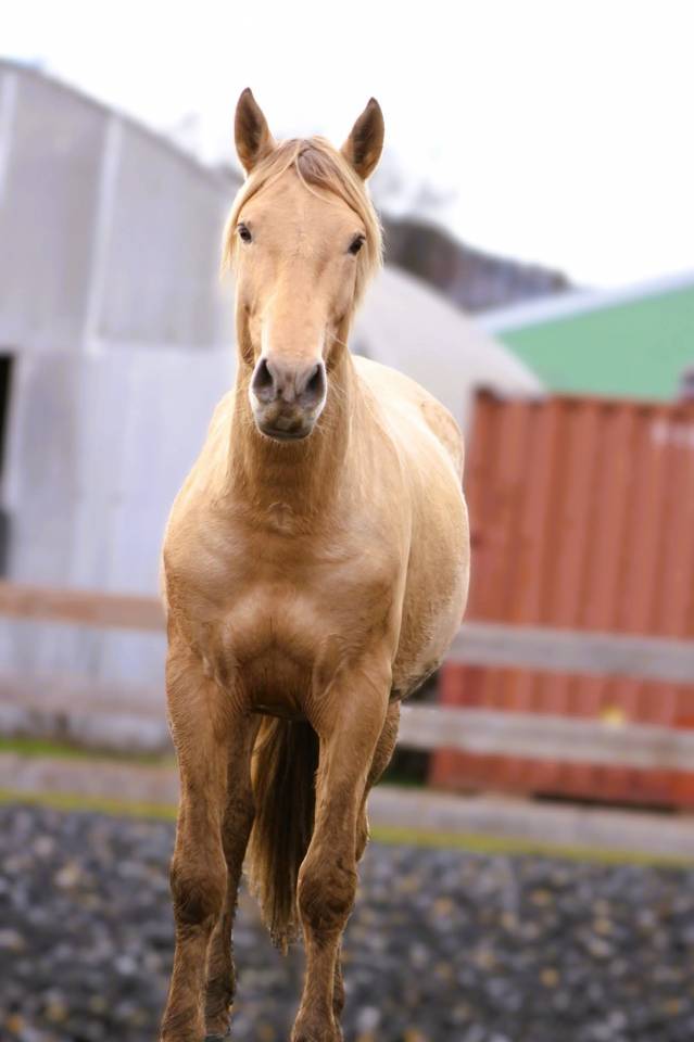 &Eacute;talon PRE double pearl