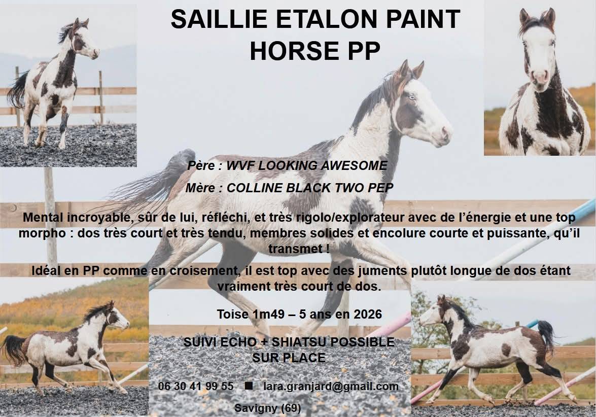 Saillie &eacute;talon paint horse