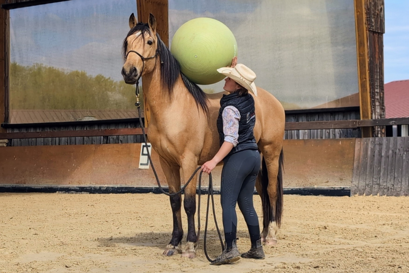 OLIVIO ANGOSTURA, superbe hongre PRE isabelle de 5 ans