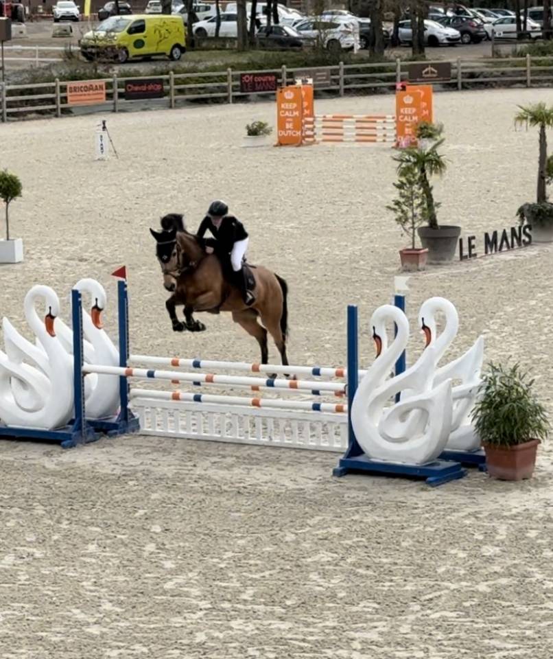 Jument selle fran&ccedil;ais 