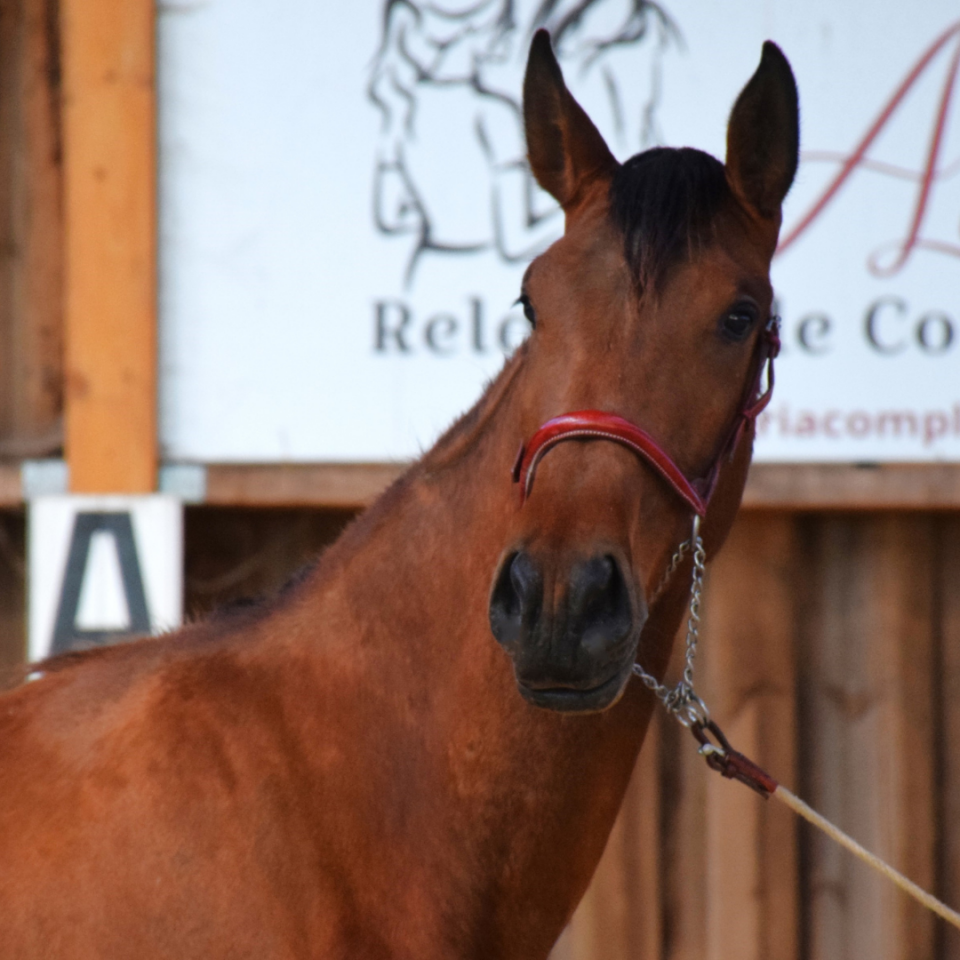 MORENA, la parfaite alliance de noblesse et puissance