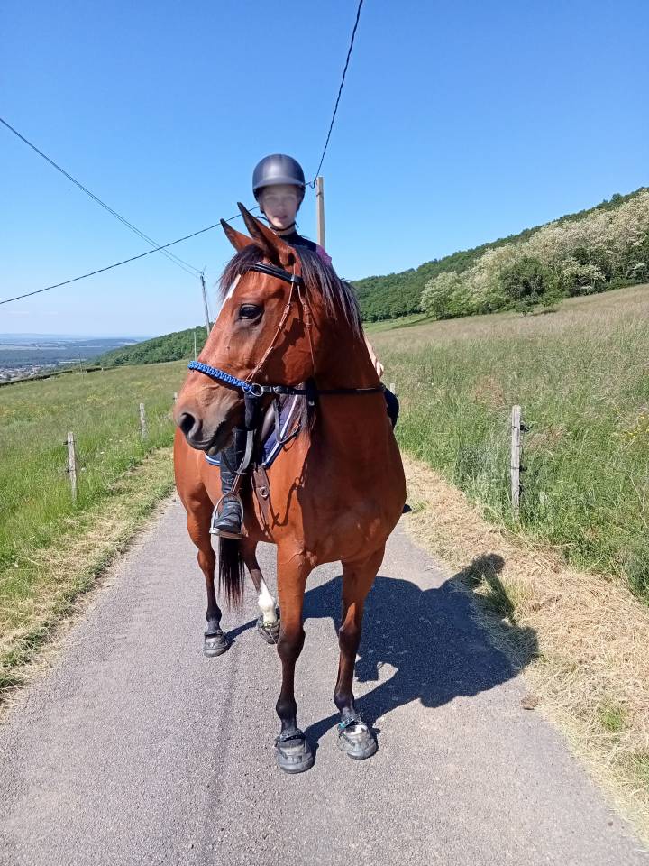 Vends petit jument de loisirs AA 7 ans tr&egrave;s facile