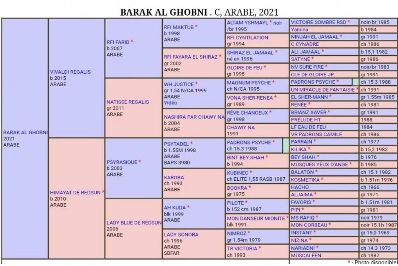 Jeune pur sang arabe de 5 ans d&eacute;bourr&eacute; 