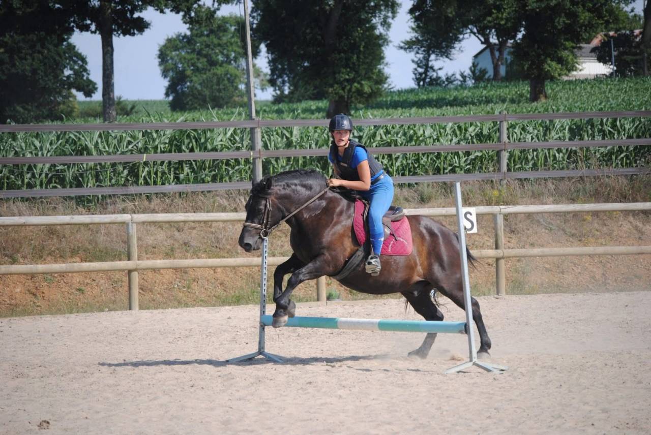 Hongre polyvalent id&eacute;al famille