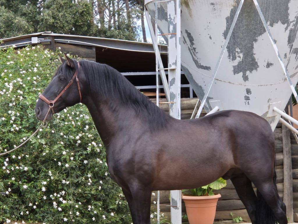 Entier espagnol PP de grande taille