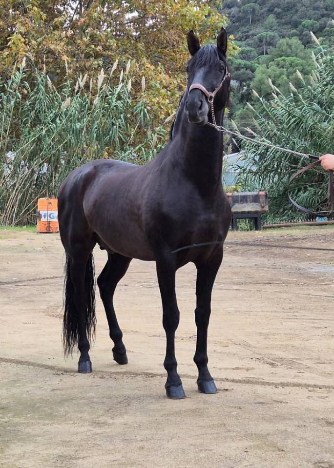 Entier espagnol PP de grande taille