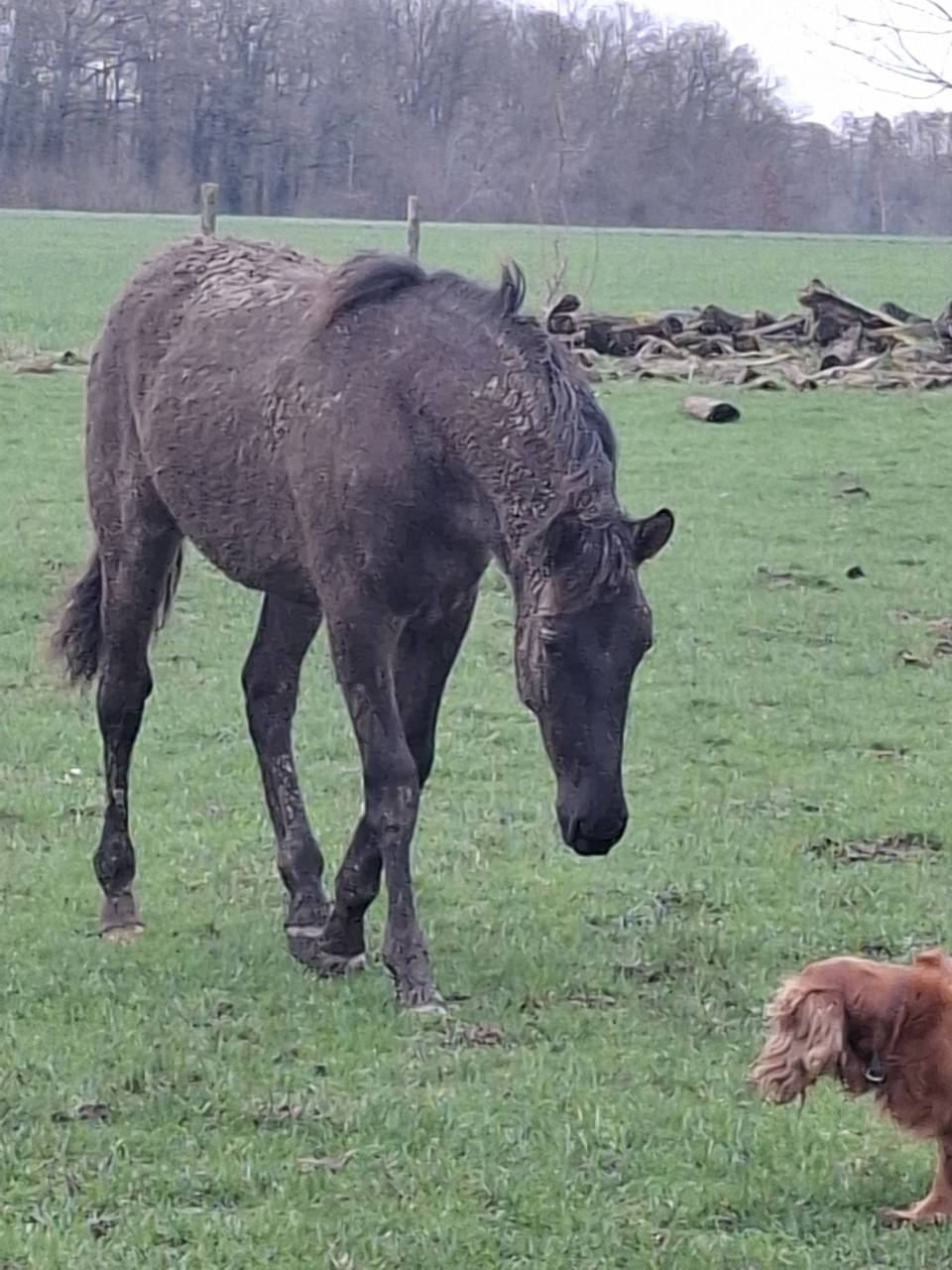 Entier espagnol PP de grande taille