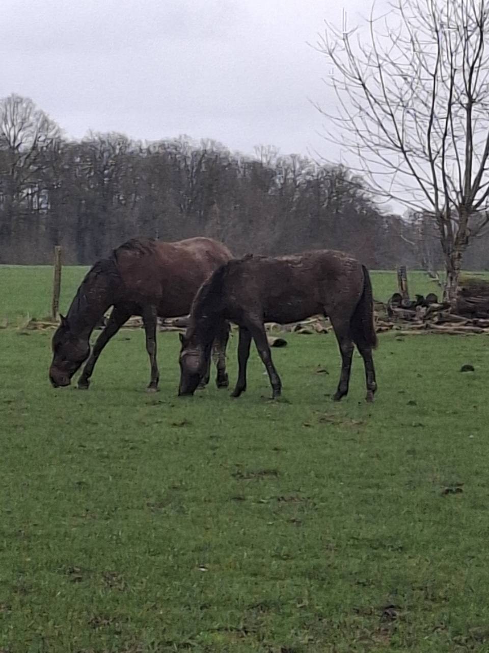 Entier espagnol PP de grande taille