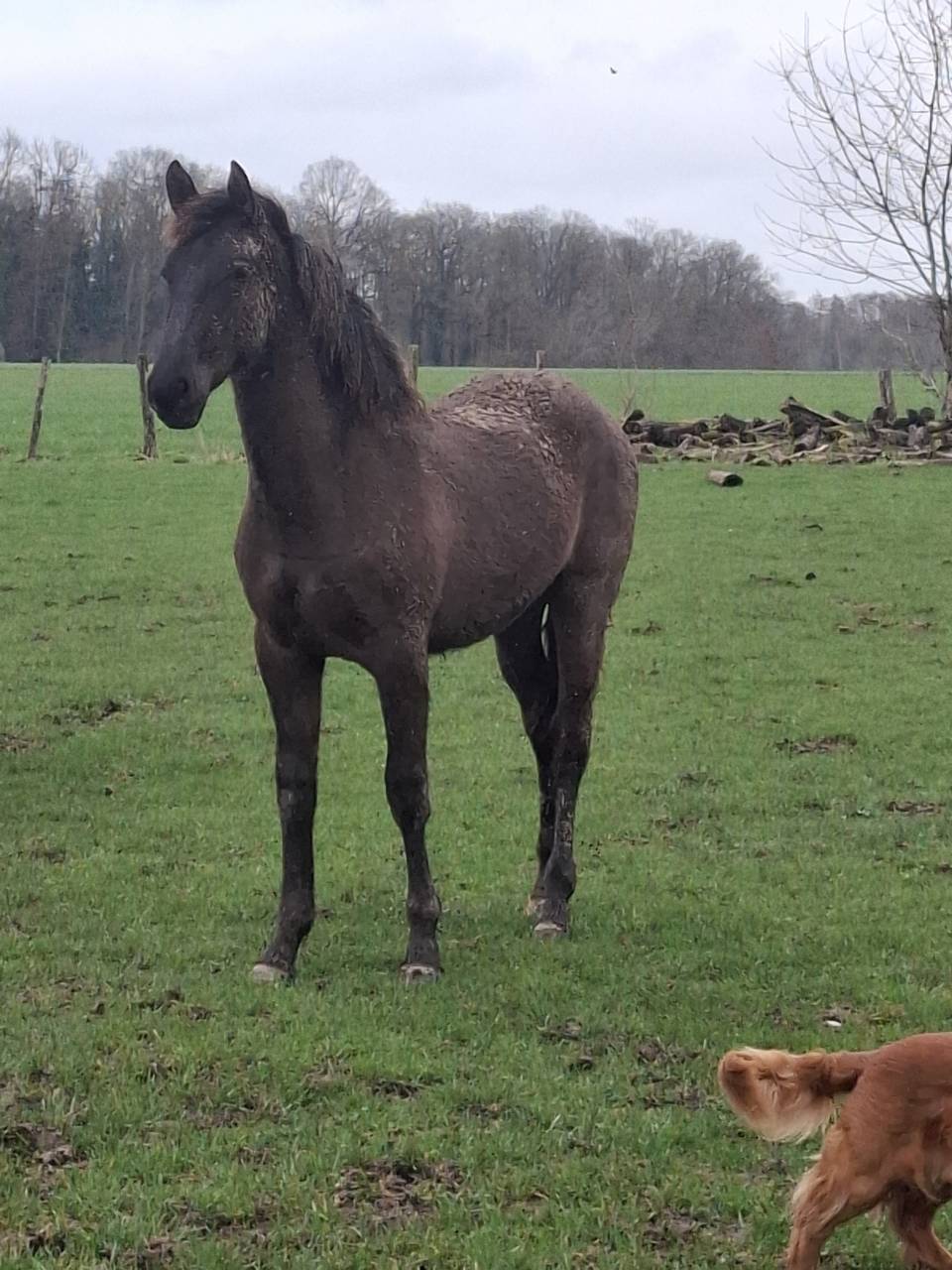 Entier espagnol PP de grande taille