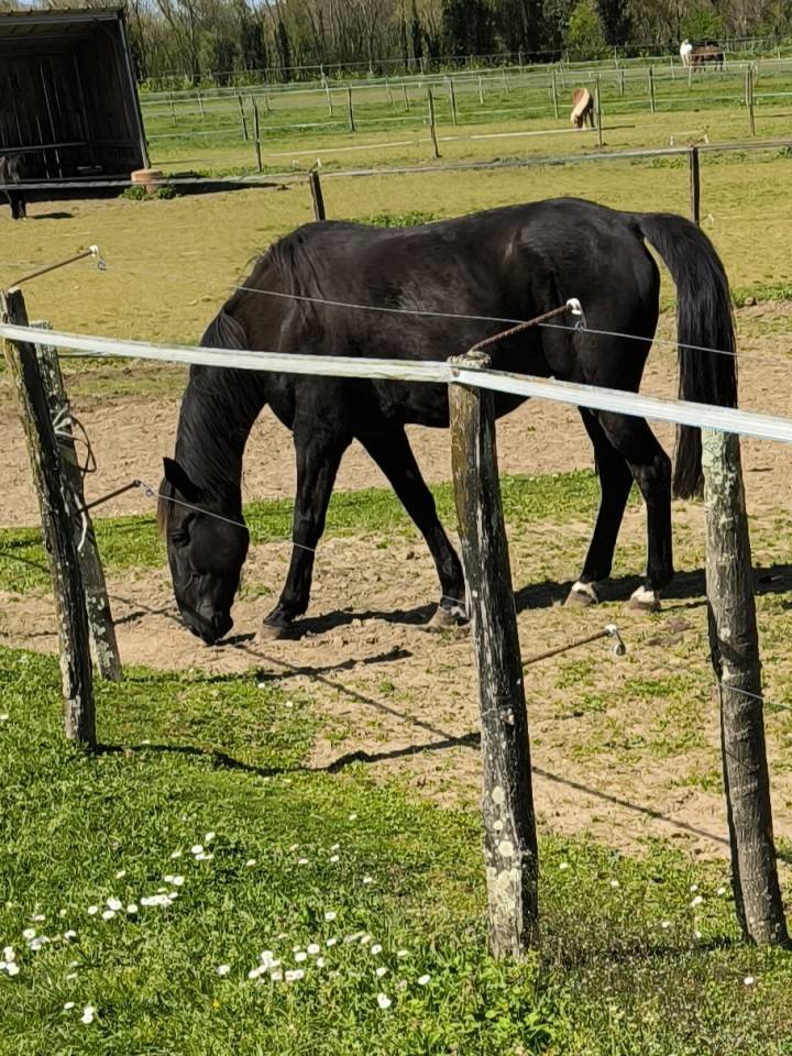 Deux chevaux pour vos promenades 