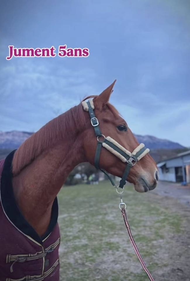 Jument d&rsquo;avenir 5ans 