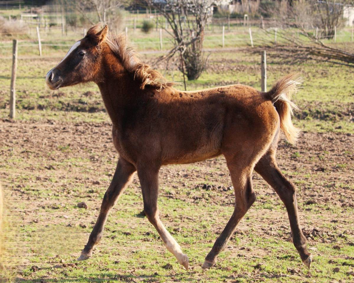 Superbe pouliche PSAR 