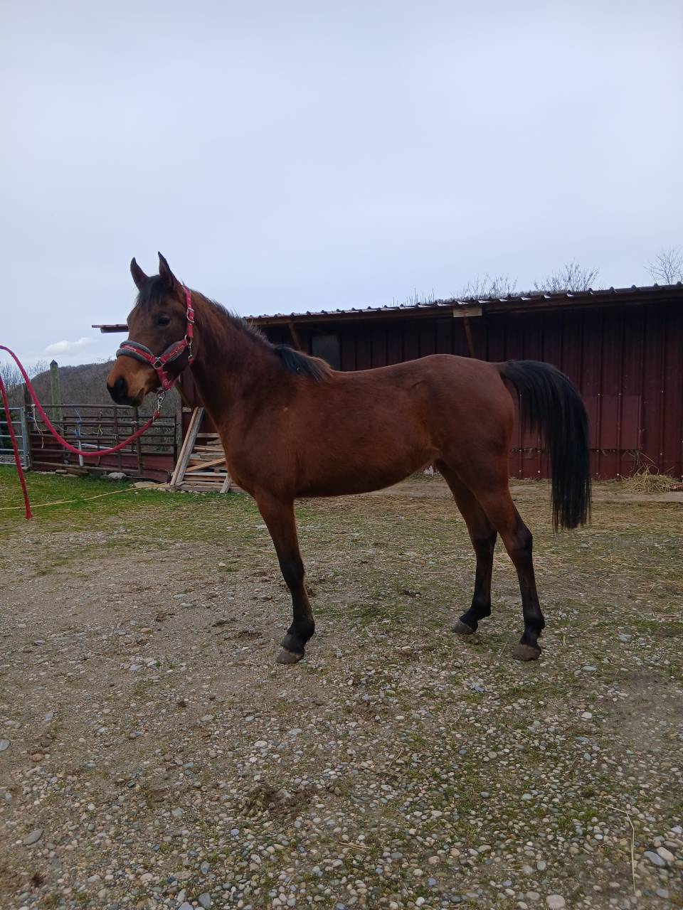 pouliche pur-sang arabe 