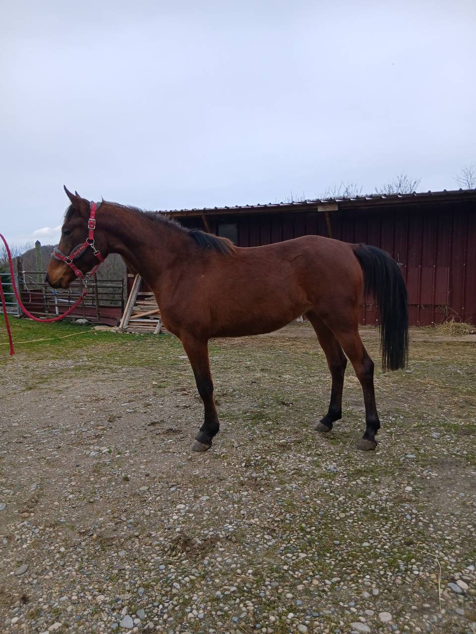 pouliche pur-sang arabe 