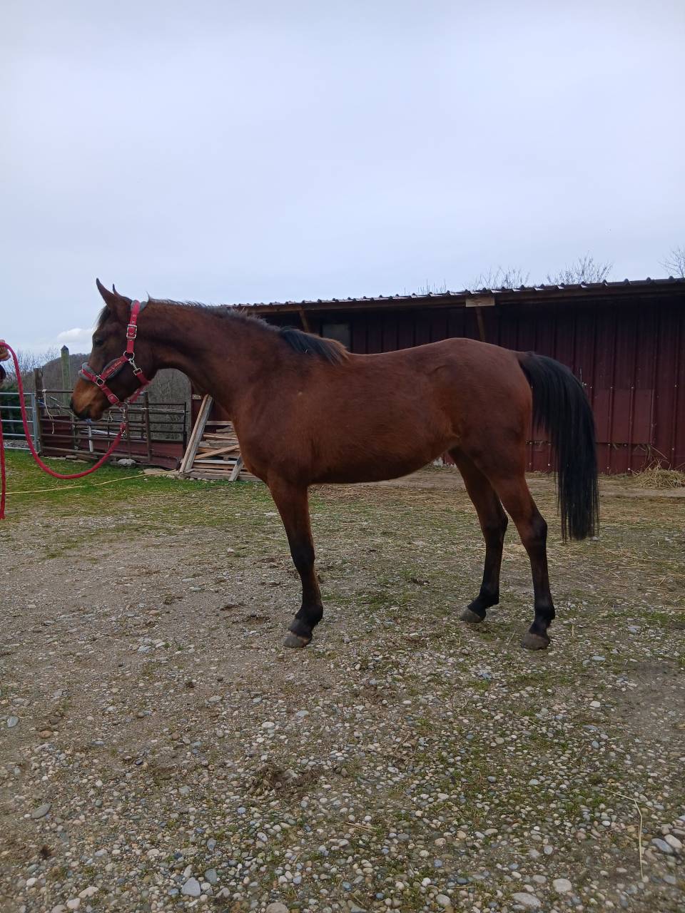 pouliche pur-sang arabe 