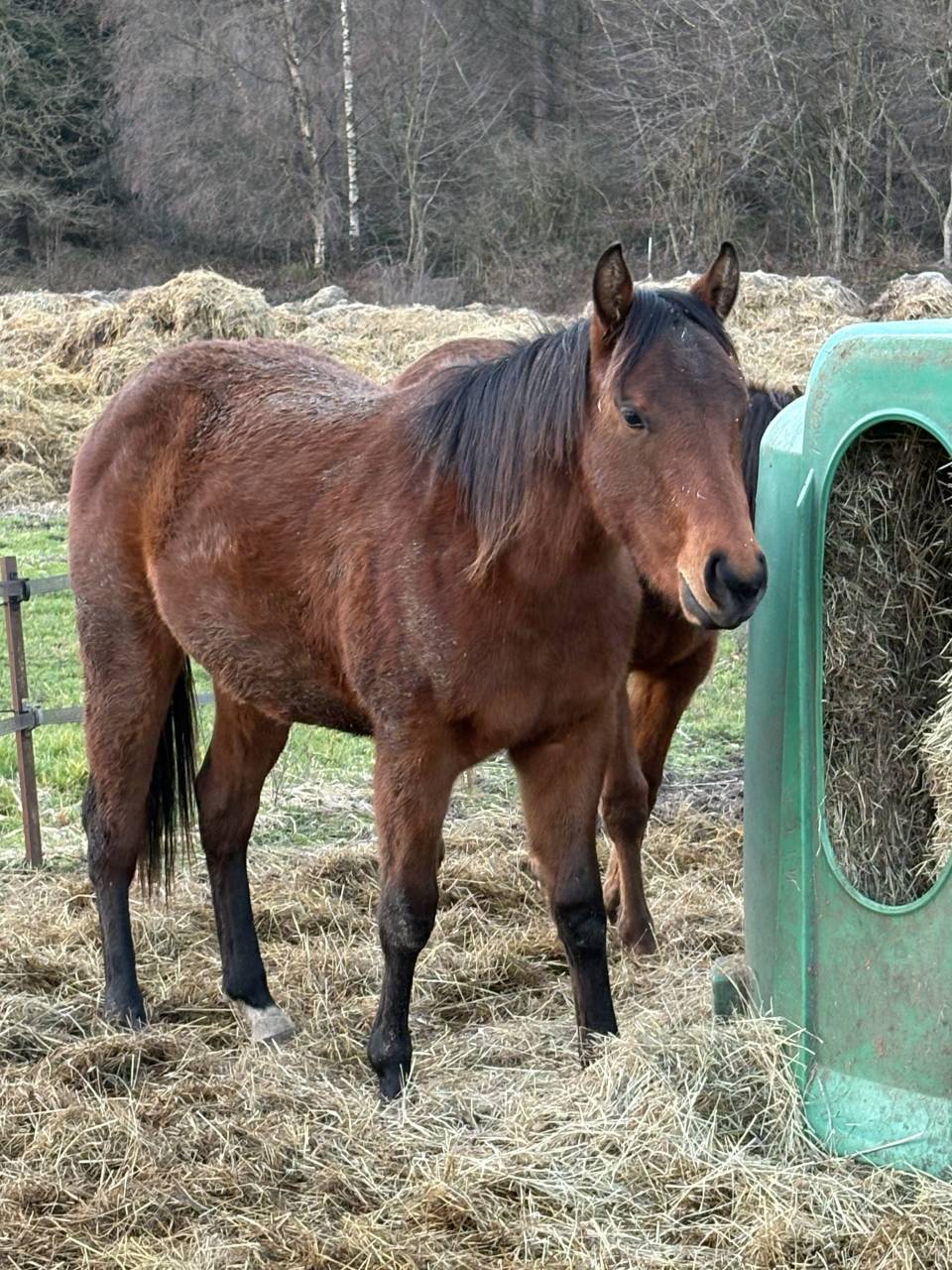 Jument quarter horse 