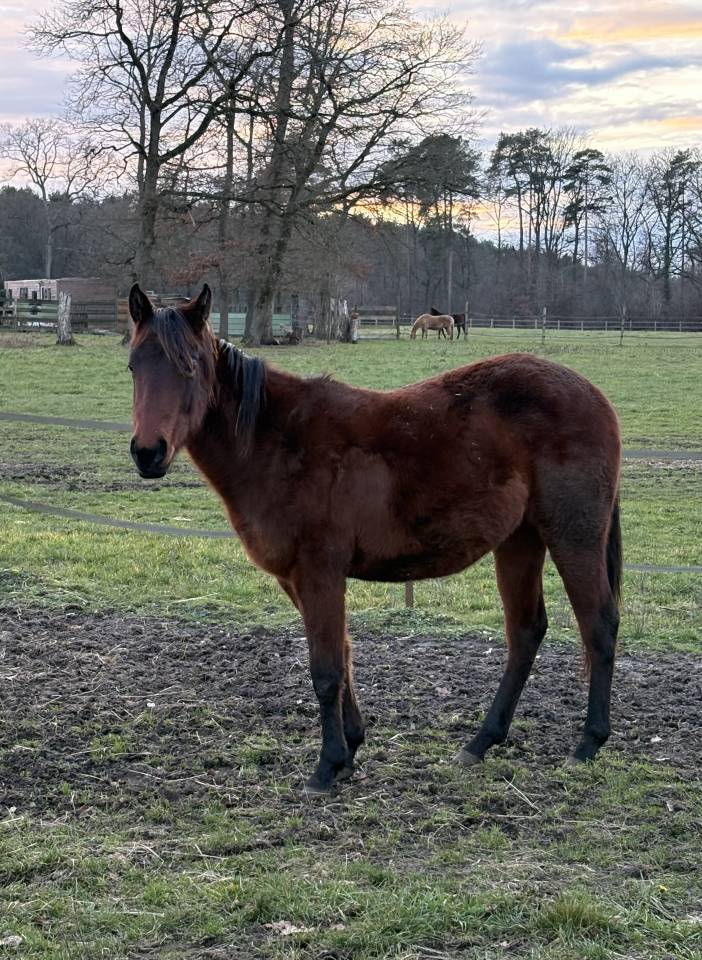 Jument quarter horse 