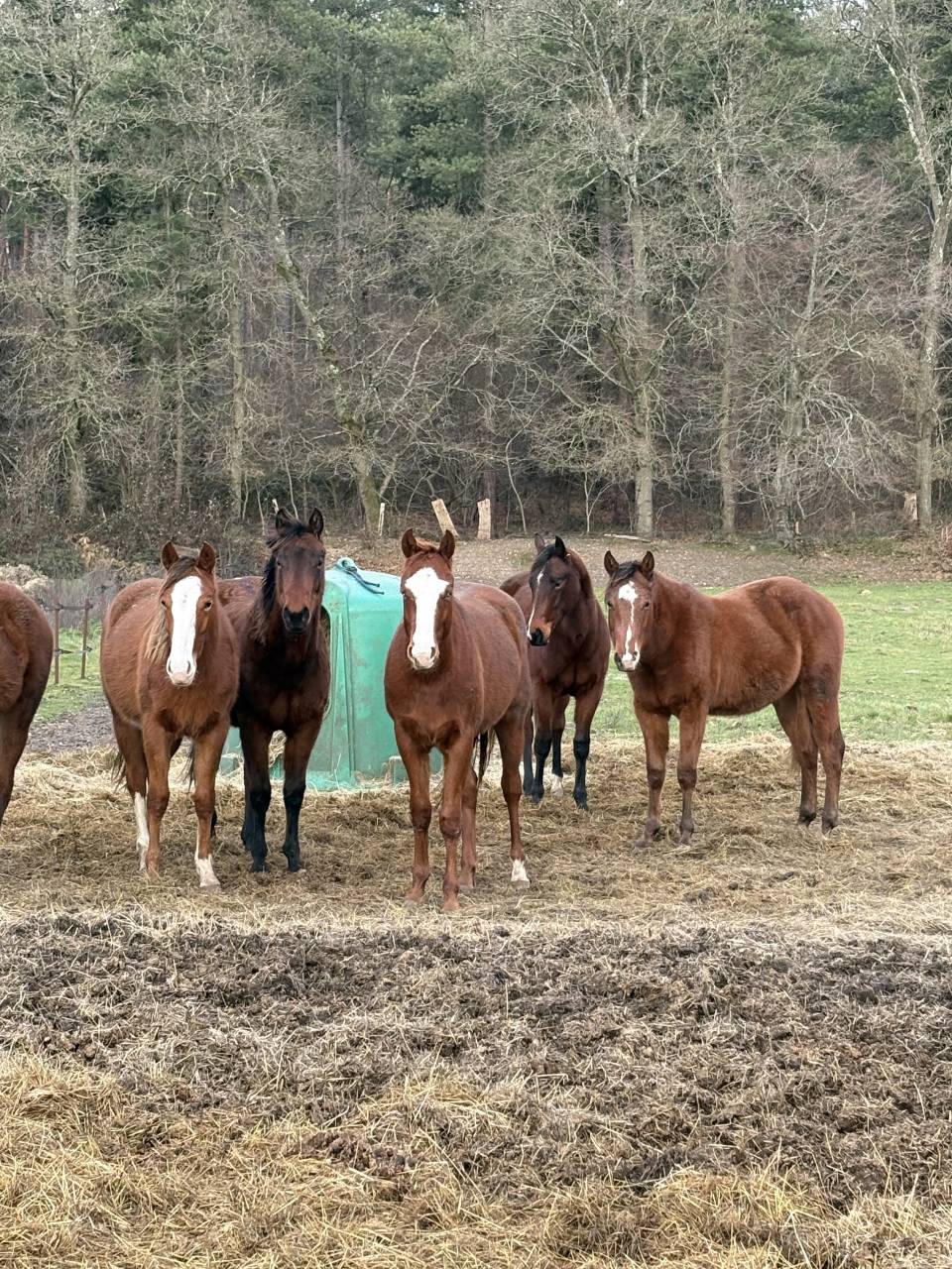 Jument quarter horse 