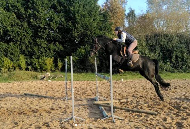 Poney PSF (25% KANTJE'S RONALDO)- hongre - 1m53 - 7 ans
